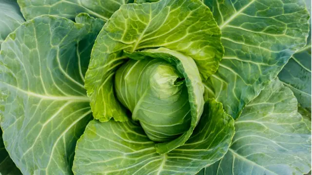 зеленая капуста