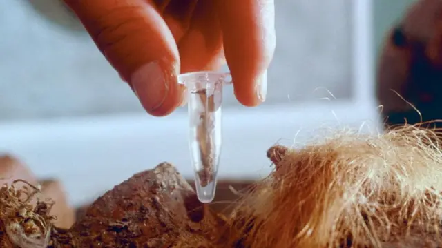 Зразок шкіри мамонта