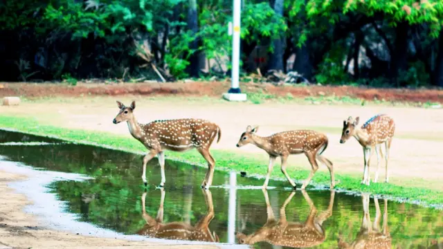 சென்னை ஐஐடியில் உயிரிழக்கும் மான்கள்