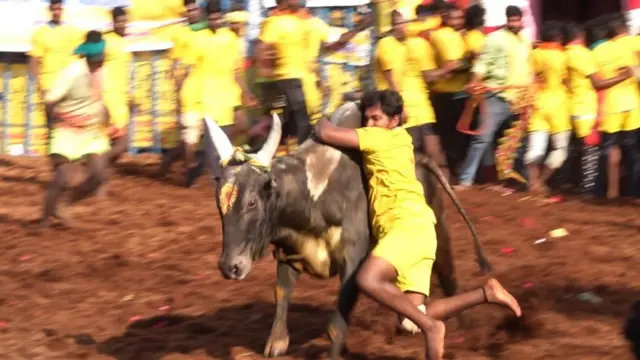 ஒரு காளை, ஒரு இளைஞர்