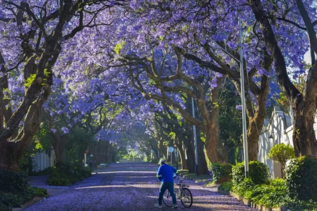 A man wheels his bike among the fallen petals of jacaranda trees.