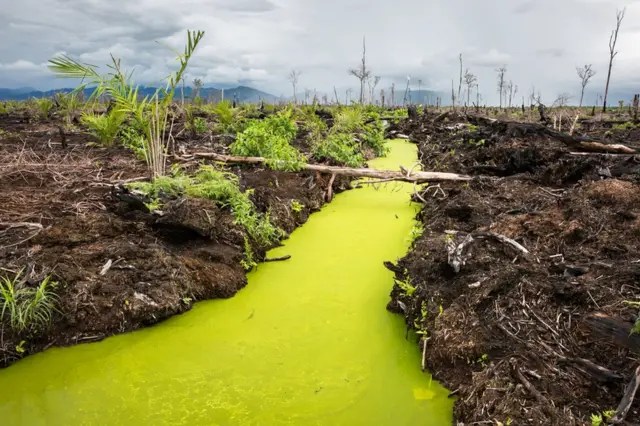 مناظر من الغابات المطيرة في الغابات المنخفضة في ليوسر، في منطقة تريبا بسومطرة