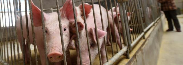 山西朔州一大型养猪场内的幼猪（中新社资料图片）