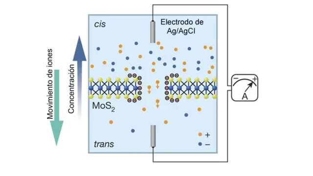 Gráfica explicando el proceso de osmosis a través de una membrana de tres átomos de espesor.
