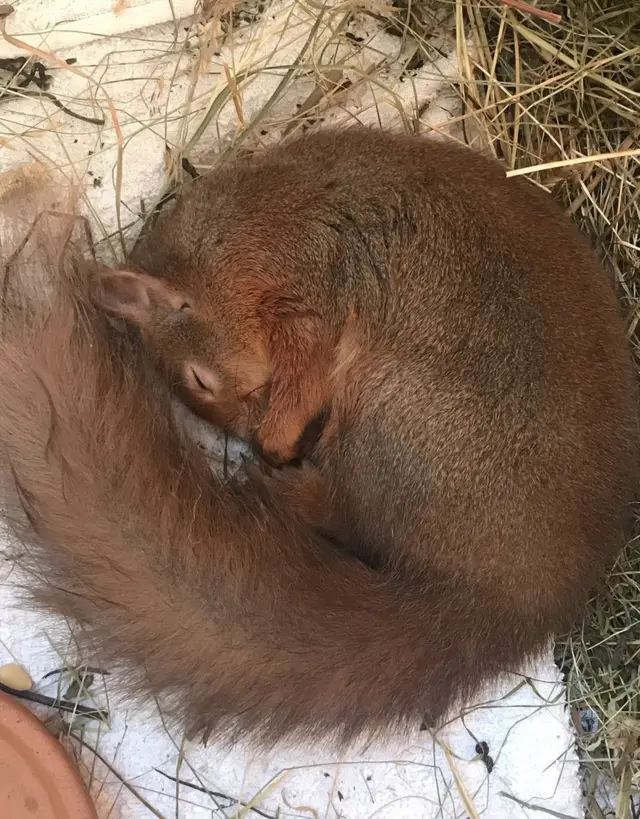 Baby red squirrel