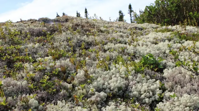 El Ártico canadiense está plagado de musgos y líquenes.