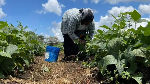 Un agriculteur se penche pour inspecter ses cultures