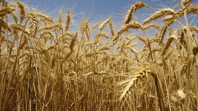 گندم