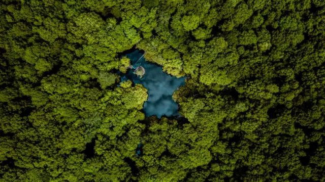 காடு - காலநிலை மாற்றம்