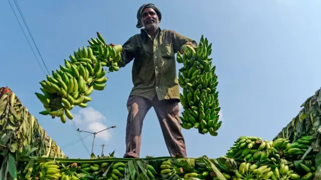 అరటి గెలలు దించుతున్న కార్మికుడు