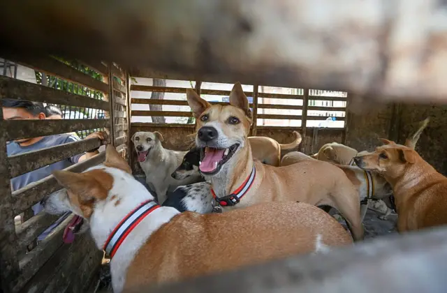 দিল্লিতে পথ কুকুরদের ধরে রাখা হয়েছে খাঁচায়