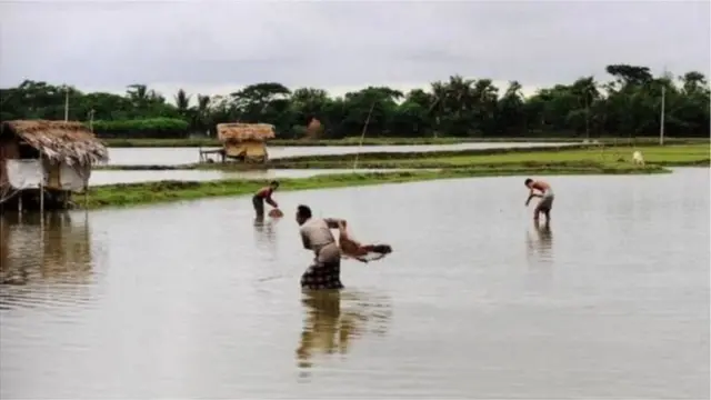 বাংলাদেশে চাষের জন্য তেলাপিয়া ও পাঙ্গাশ বেশি জনপ্রিয় খামারিদের কাছে