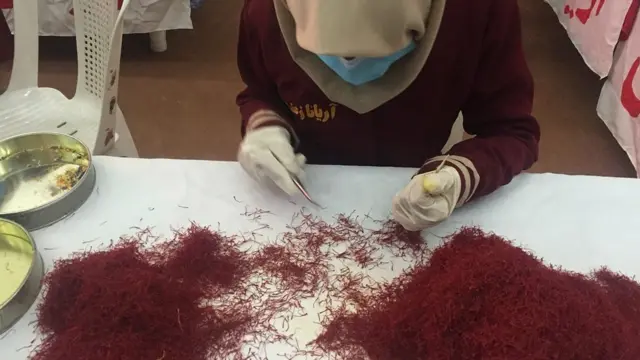 جشنواره گل زعفران