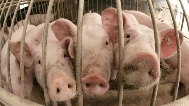 Des porcs dans un enclos en cage