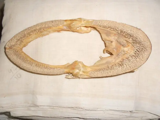 పొందూరు ఖాదీ నేతలో చేపముల్లు చాలా కీలకం