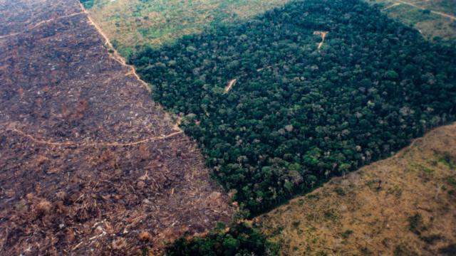 2003年航拍图展示了巴西原始森林遭砍伐，森林面积迅速减少的状况