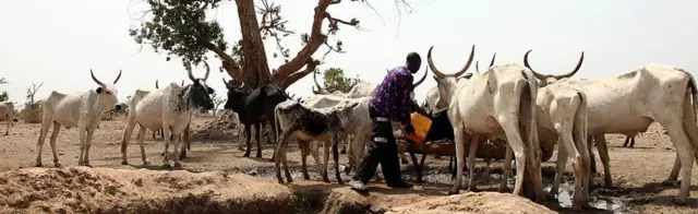 Ọdọmọde Fulani darandaran kan pẹlu awọn ẹran