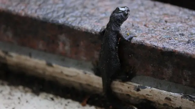 வாசற்படியில் நிற்கும் நியூட்ஸ்