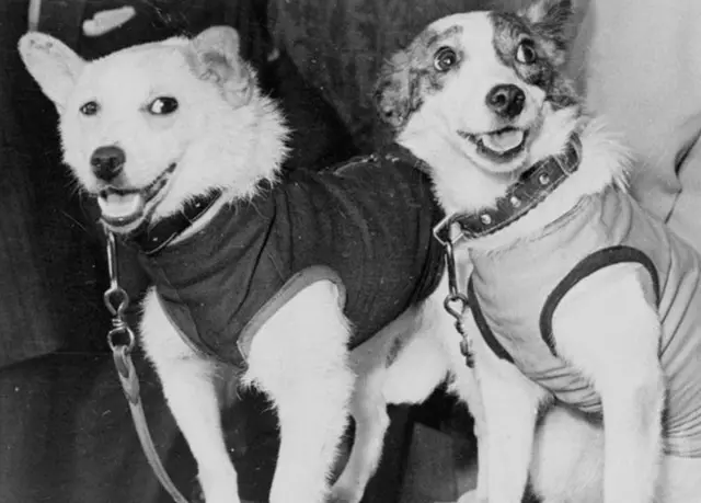 बेल्का और स्ट्रेइका