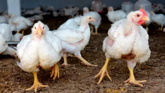 बर्ड फ्लू, कोरोना, आरोग्य