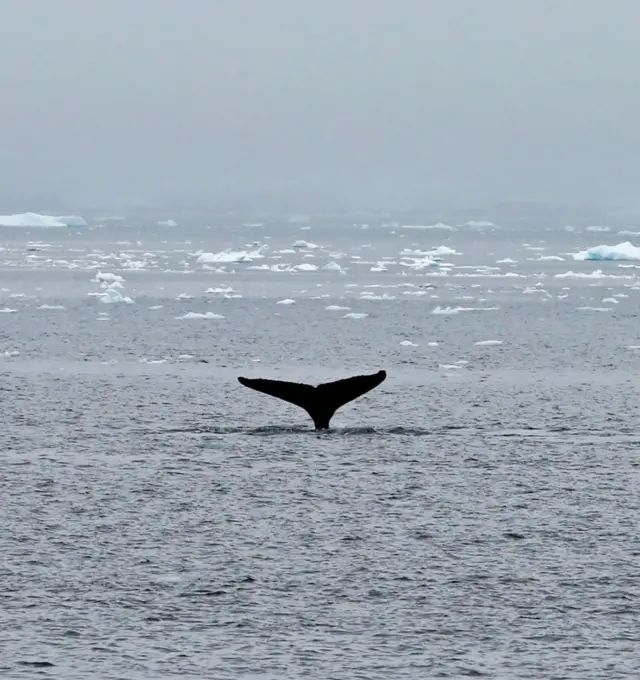 चिलेको पुन्टा अरिनसबाट मौसम परिवर्तन, प्रदूषण र माछा मार्ने कामले रैथाने वन्यजन्तुमा कस्त प्रभाव परेको छ त्यसको विवरण सङ्कलन गर्न थालियो।