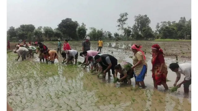 धान रोपाइँ