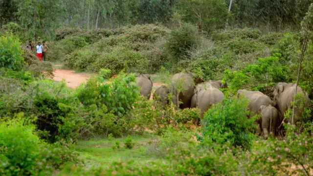 யானைகள்