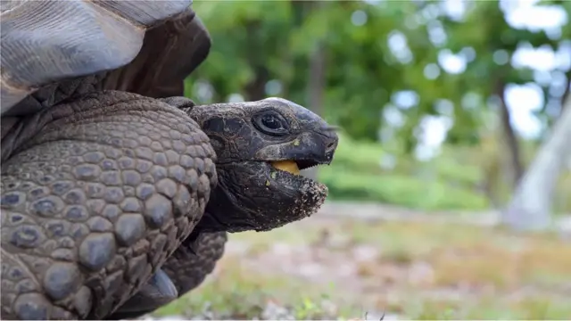 Tartaruga-gigante-de-aldabra na reserva ecológica da ilhaMoyenne