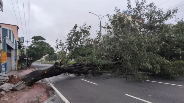 புதுவையில் சாலையின் குறுக்கே விழுந்திருக்கும் ஒரு மரம்.