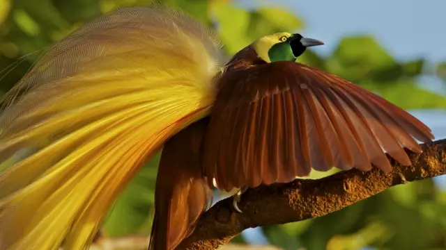 Ухаживая за самками, самцы райской птицы исполняют сложные танцевальные па