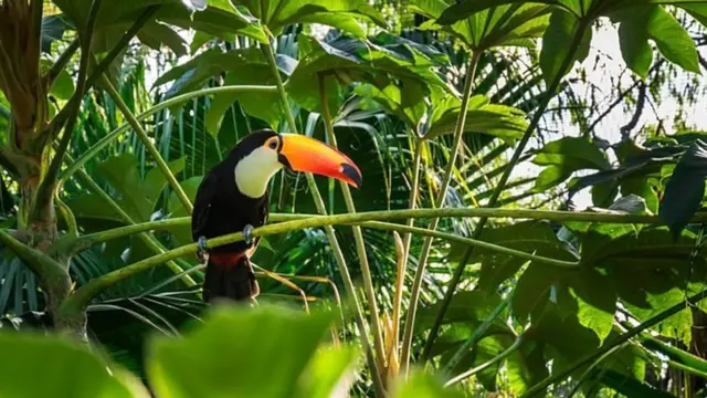Le toco toucan fait partie de la diversité riche en espèces du Gran Chaco en Argentine et au Paraguay, l'une des forêts les plus vastes et les plus menacées du monde, aujourd'hui en danger à cause de l'expansion du soja dans notre alimentation.