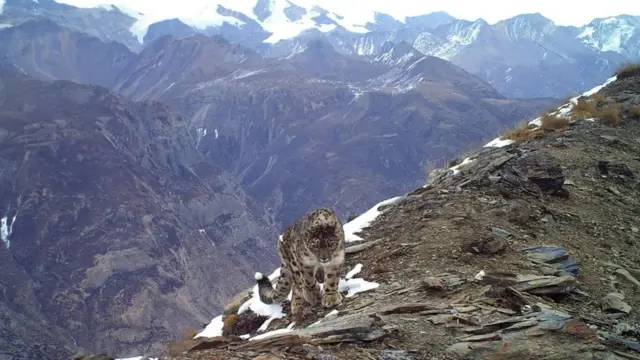 मनाङमा देखिएको एक हिउँचितुवा