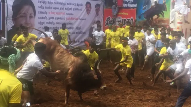 அலங்காநல்லூர் ஜல்லிக்கட்டு - இதுவரை 170 காளைகள் பங்கேற்பு