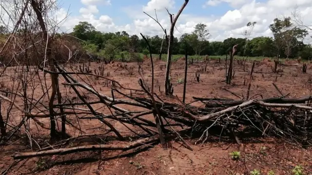 හබරණ වන අලි ඝාතන