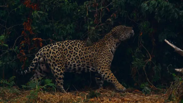 Onca-pintada no Pantanal