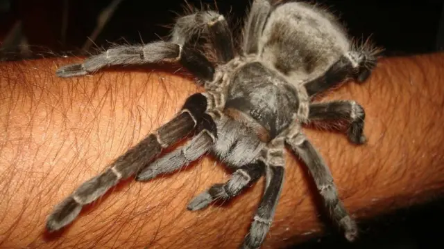 Aranha Acanthoscurria gomesiana