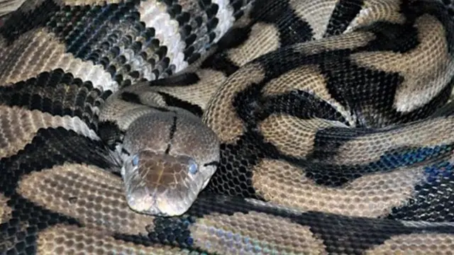 Thelma, la serpiente pitón