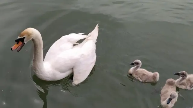 Labudica sa mladuncima