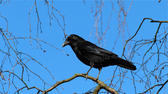 烏鴉和其他鴉科鳥類能使用工具覓食，甚至還喜歡拉扯其他動物的尾巴。