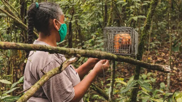 Cientista observa macaco capturado888 casino gratisarmadilha