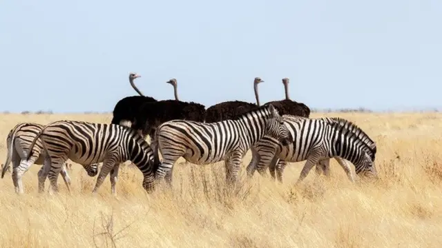 जानवरों के बीच दोस्ती