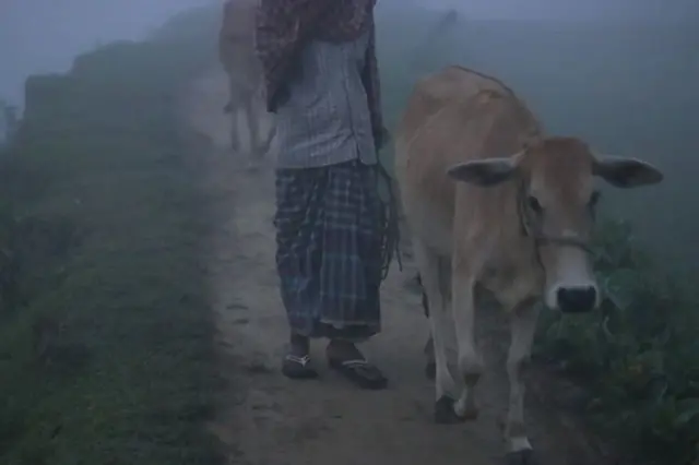 কুয়াশার ভেতর ঘাস খাওয়াতে গরু নিয়ে যাচ্ছেন একজন গ্রামবাসী