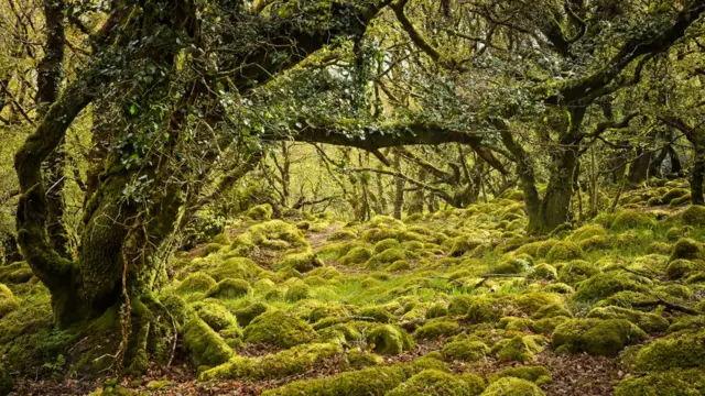 Заросшие мхом деревья в лесу в Даведе