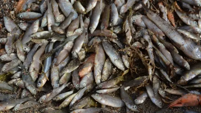 Peces muertos en el Mar Menor.