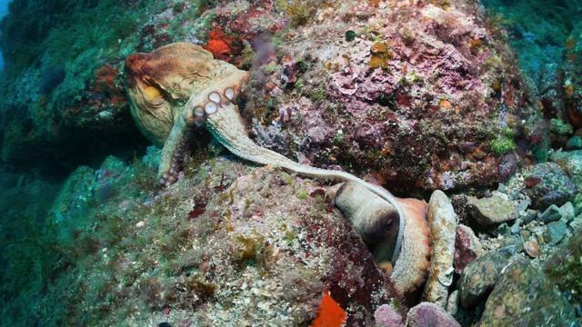 L'accouplement de la pieuvre commune, Octopus Vulgaris.