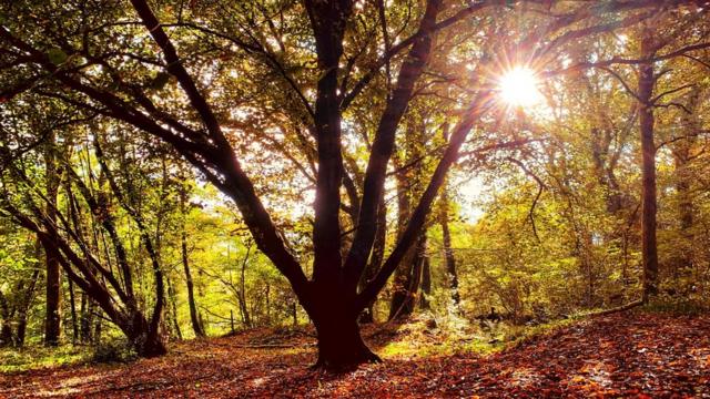 أشجار الخريف في غابة ، وأشعة الشمس المتسللة.