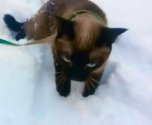 Кот в снегу