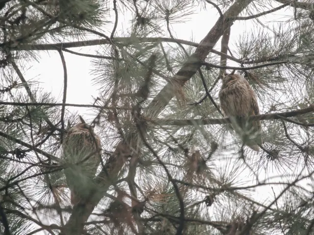 Sova utina u Kikindi