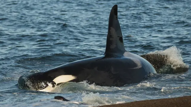 Косатка и морской лев.
