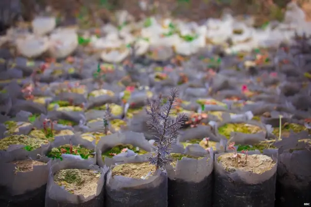 ਜੁਨੀਪਰ ਜੰਗਲ